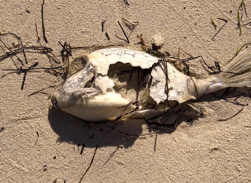 the skeleton remains of a box fish washed up on a beach